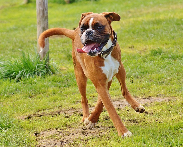 races chien qui vont vous épuiser