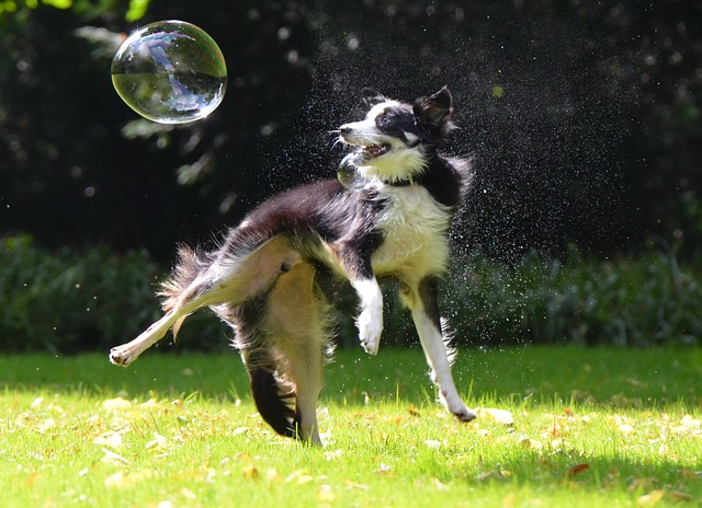 races chien monté sur ressorts