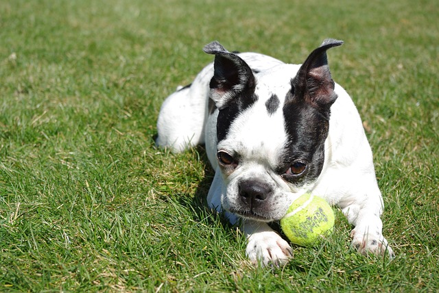 races chien pas l'air amicales