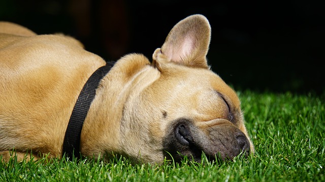 races chien professionnelles de la sieste