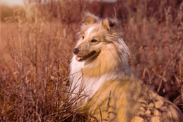 races chien prudentes