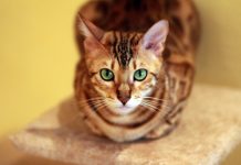 races de chat accaparer votre attention