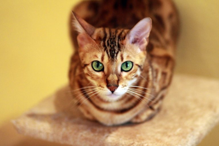 Voici 8 races de chat qui vont accaparer votre attention