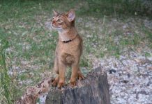 races de chat adroites