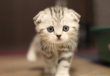races de chat appréciées de tous