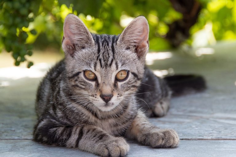 4 races de chat qui ont un caractère peu commun