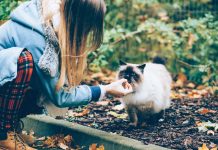 races de chat charmantes