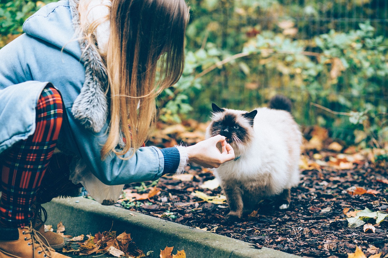 Les 9 races de chat qui sont les plus charmantes