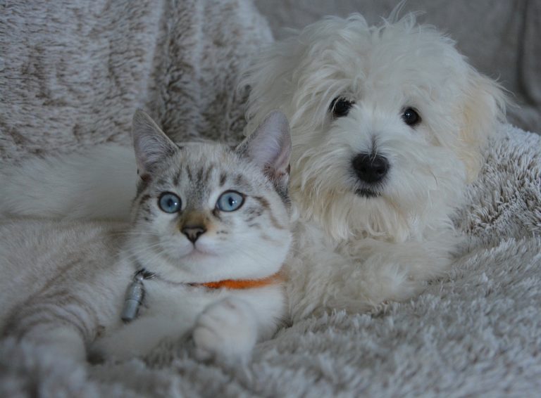 races de chien cohabiter chat