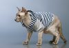 races de chat craignent le froid