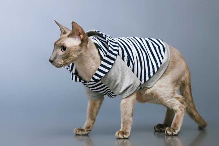 5 races de chat qui craignent le froid