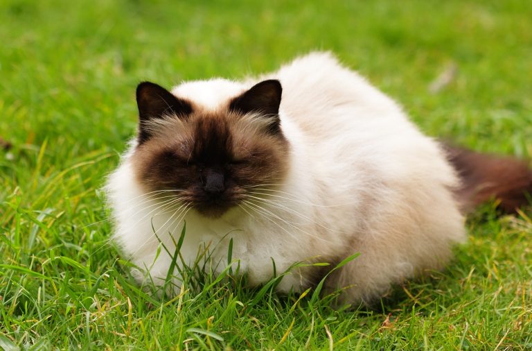 races de chat difficiles à gérer