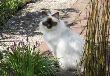 races de chat majestueuses