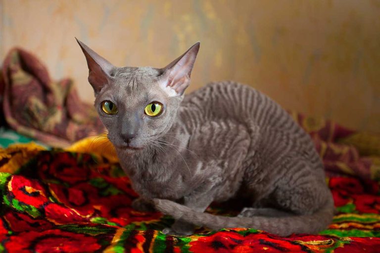 4 races de chat qui sont des moulins à paroles