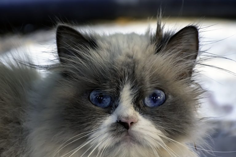 5 races de chat pas comme les autres