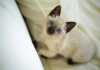 races de chat pas se passer de vous