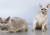 races de chat personnes maniaques
