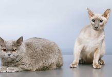 races de chat personnes maniaques