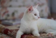races de chat poils blancs