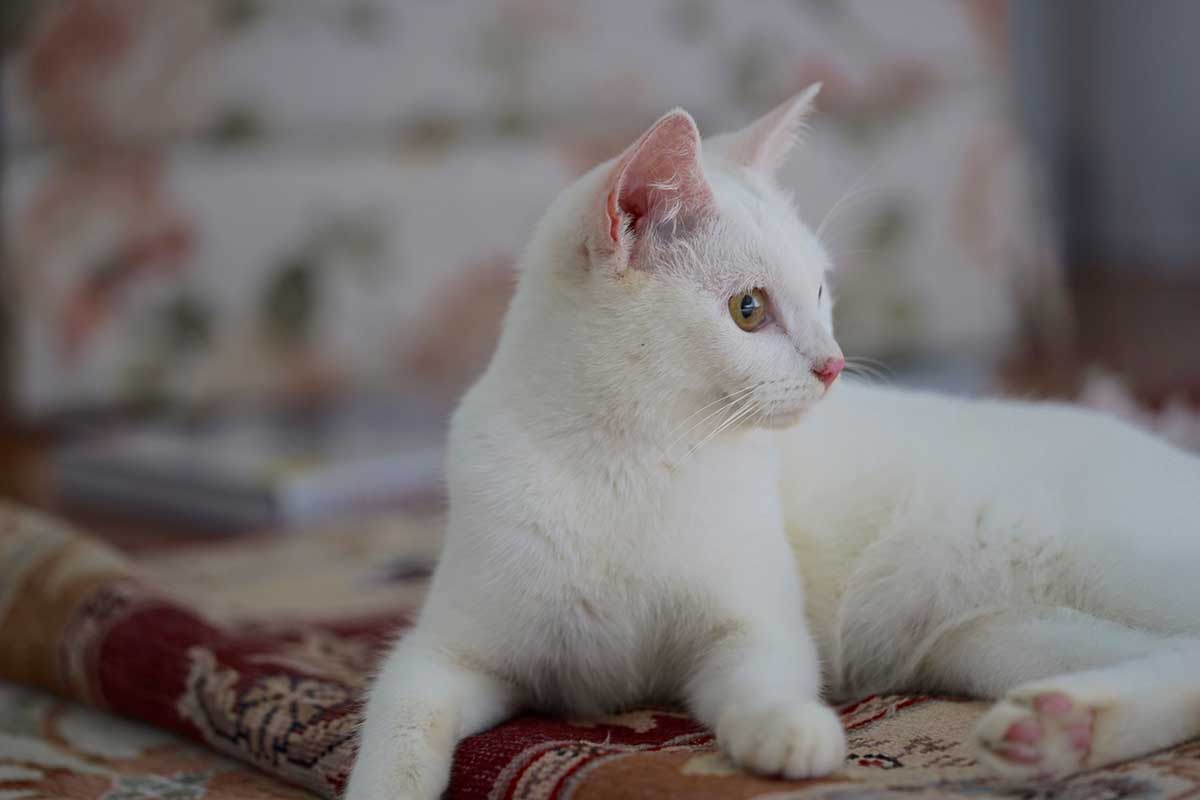races de chat poils blancs