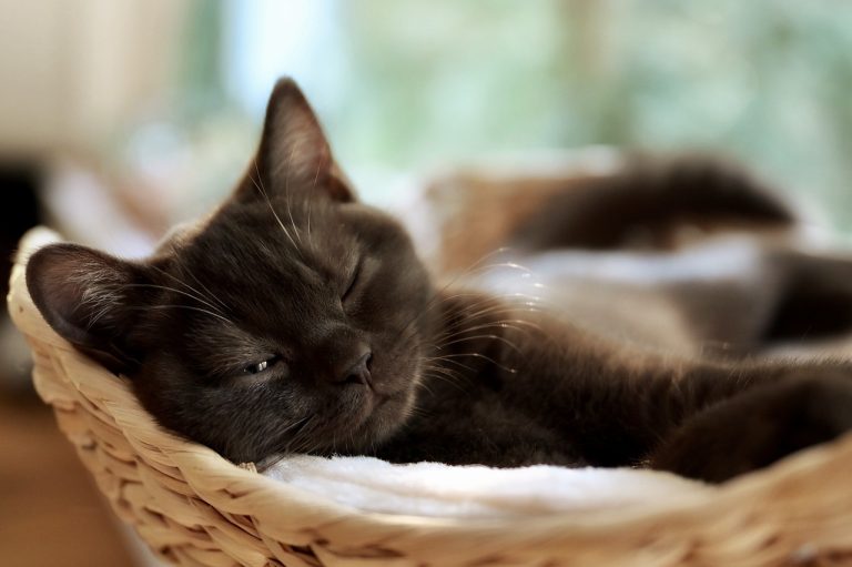 Voici les 9 races de chat qui sont des professionnelles de la sieste