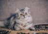 races de chat prudentes