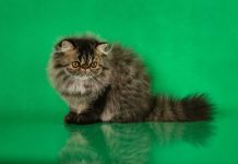 races de chat souffrent pas de la solitude 