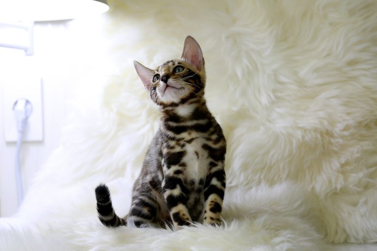 4 races de chat qui vivent à cent à l’heure