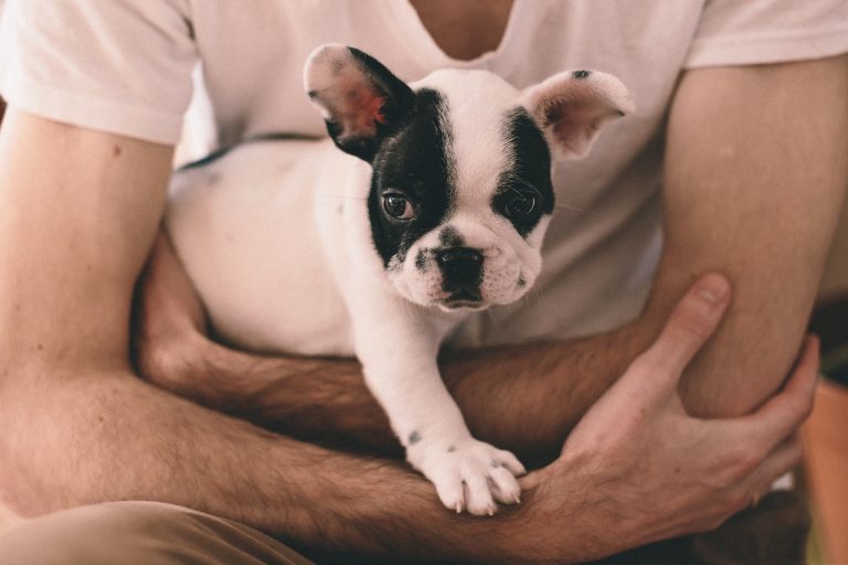 races de chien accueillir sans questions