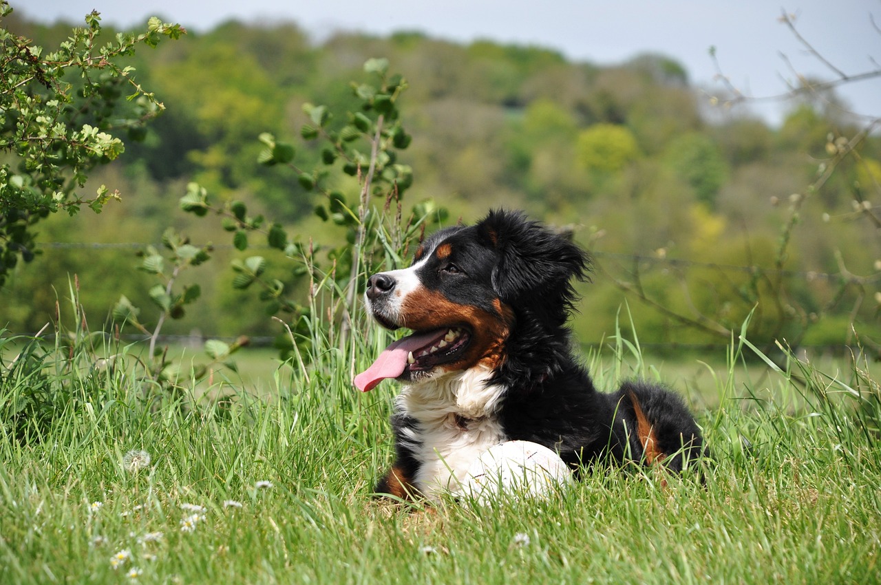 races de chien à adopter sans hésiter