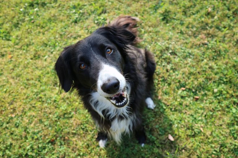 4 races de chien qui adorent les chats