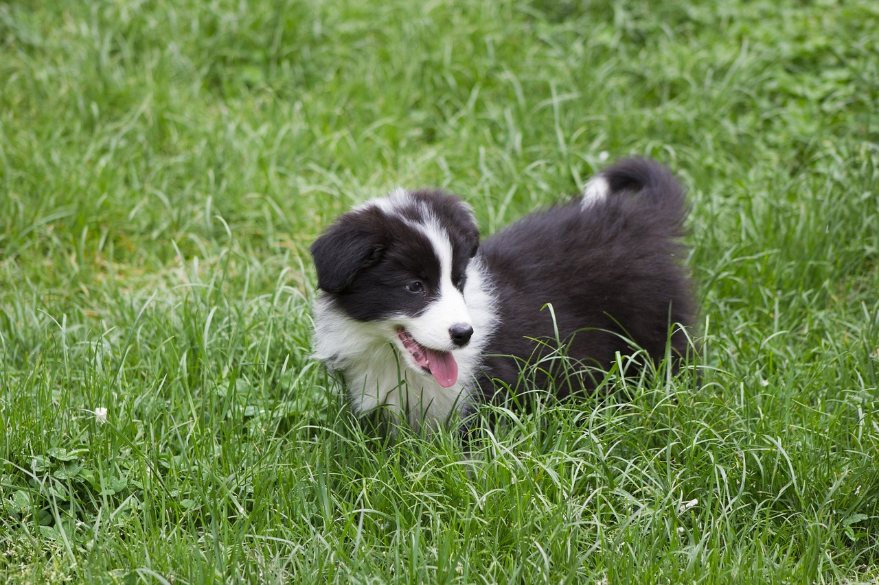 races de chien adroites