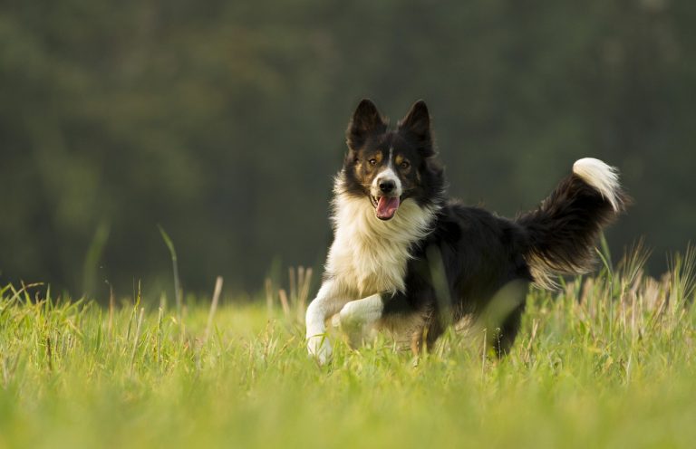 4 races de chien qui vont vous aider à garder la forme