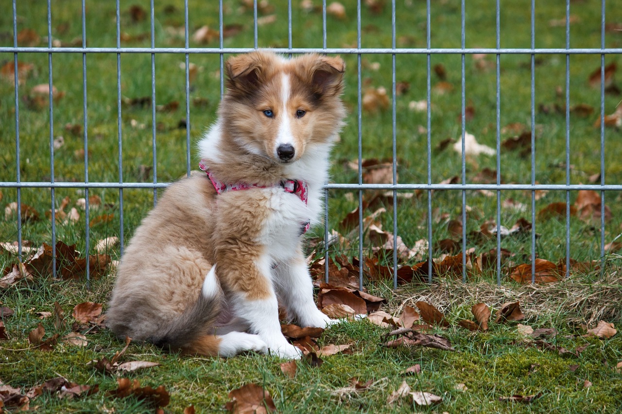 races de chien aiment pas prendre de risque