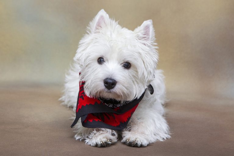 5 races de chien appréciées de tous