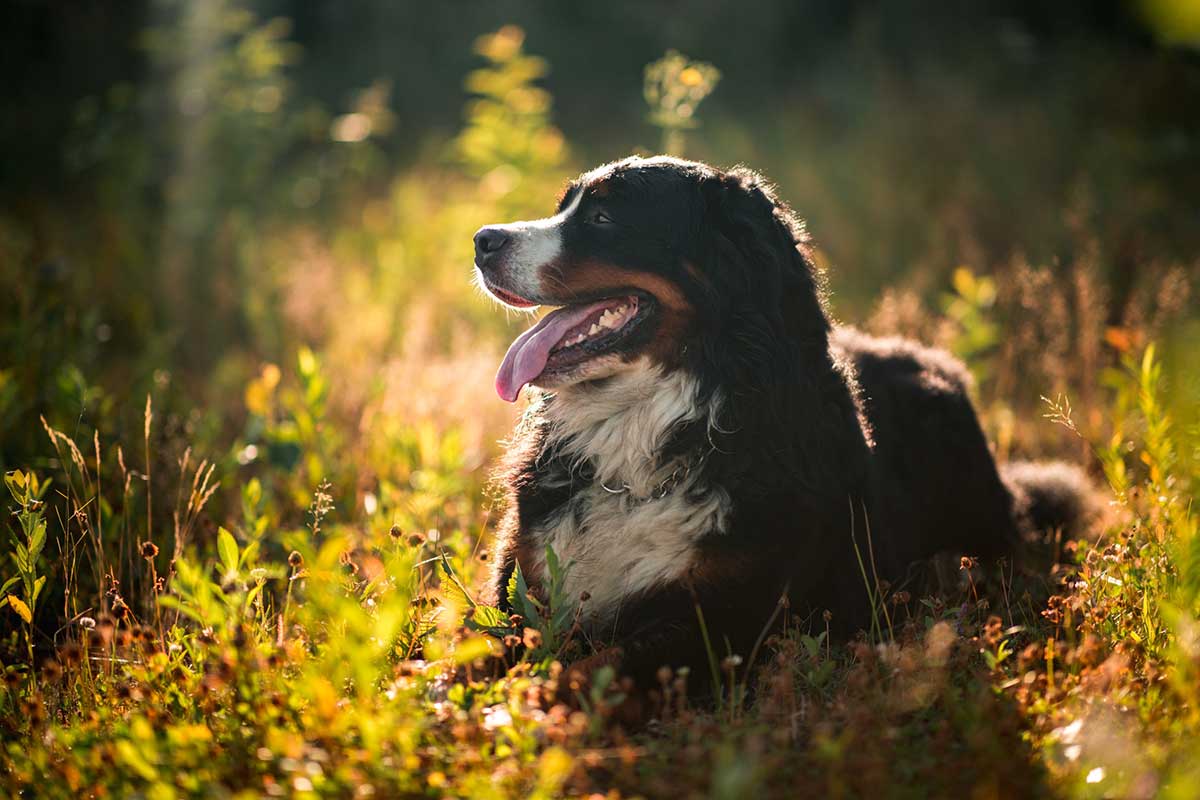 races de chien avenantes