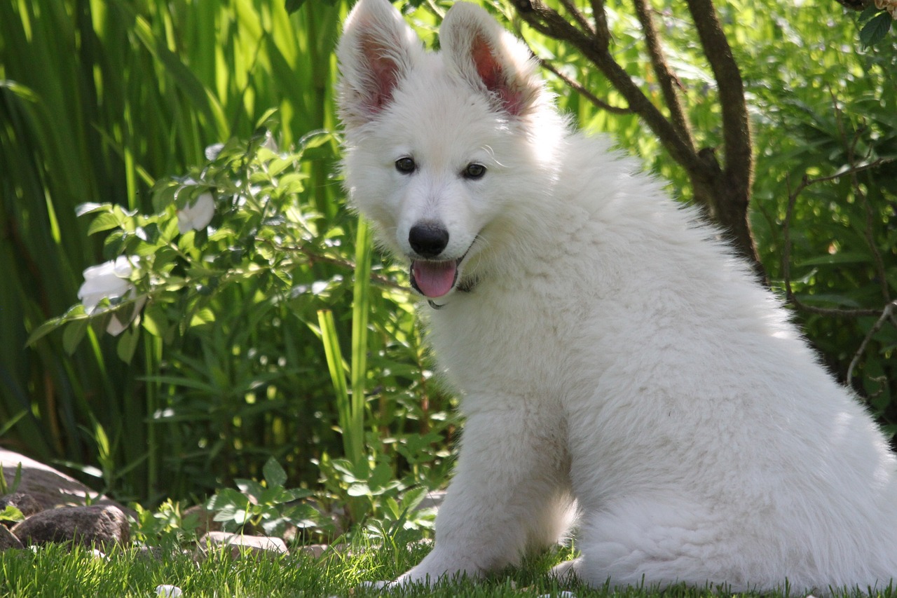 races de chien beaucoup stimulation