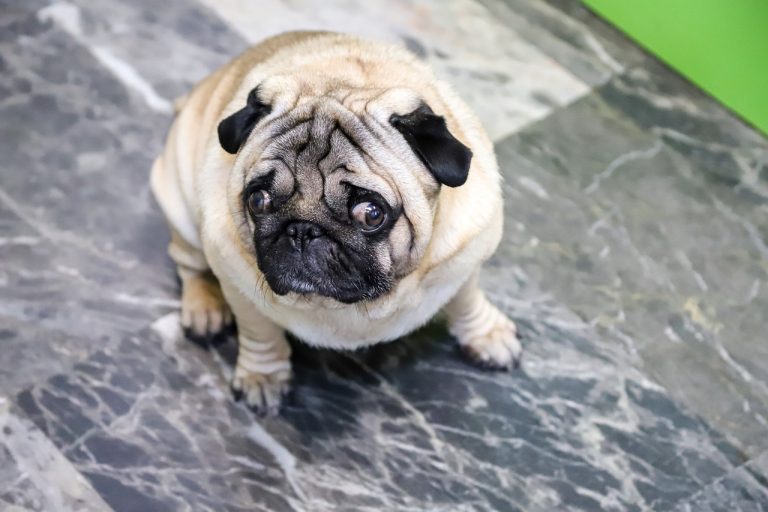5 races de chien qui sont les plus bizarres