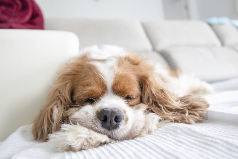 4 races de chien qui adorent être sur les canapés