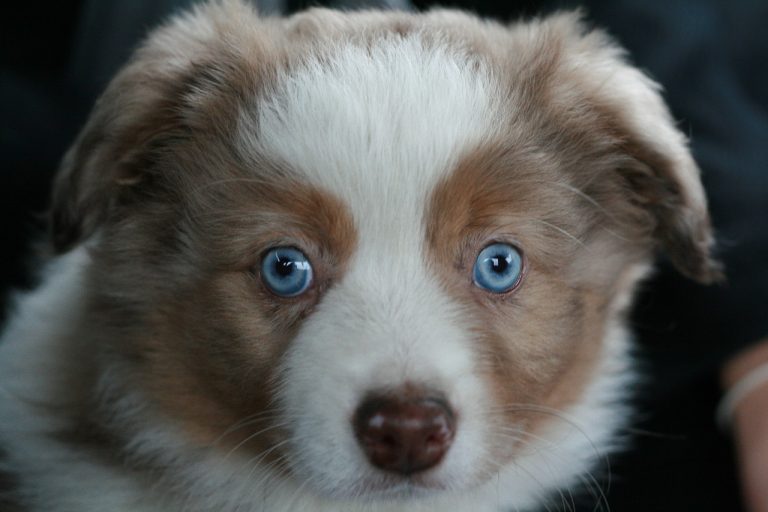 Voici les 9 races de chien qui sont les plus charmantes