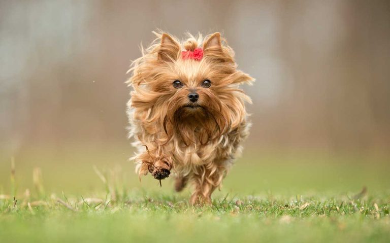 races de chien craignent le froid