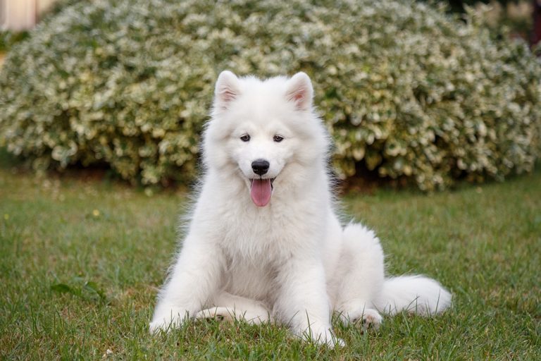 5 races de chien qui ne craignent pas le froid
