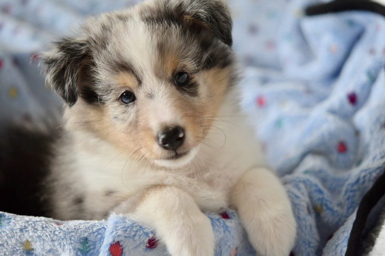 4 races de chien qui viennent d’Écosse