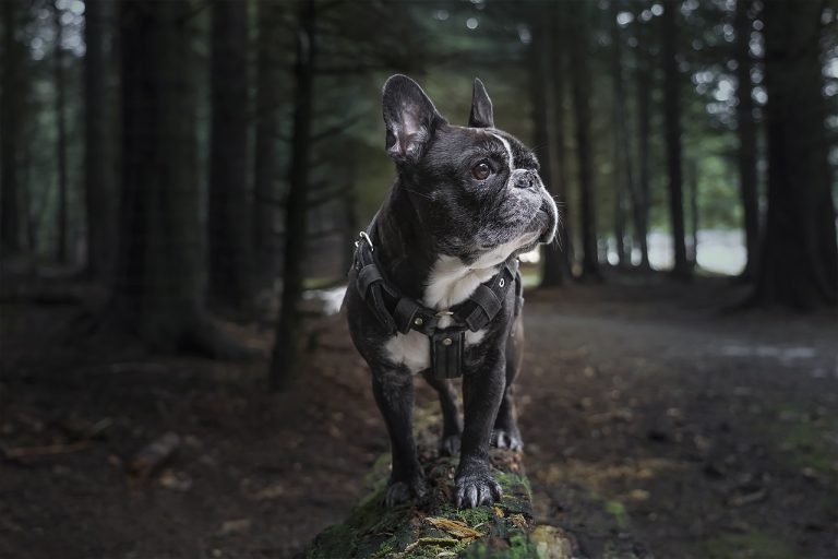 4 races de chien qui vont envahir votre espace