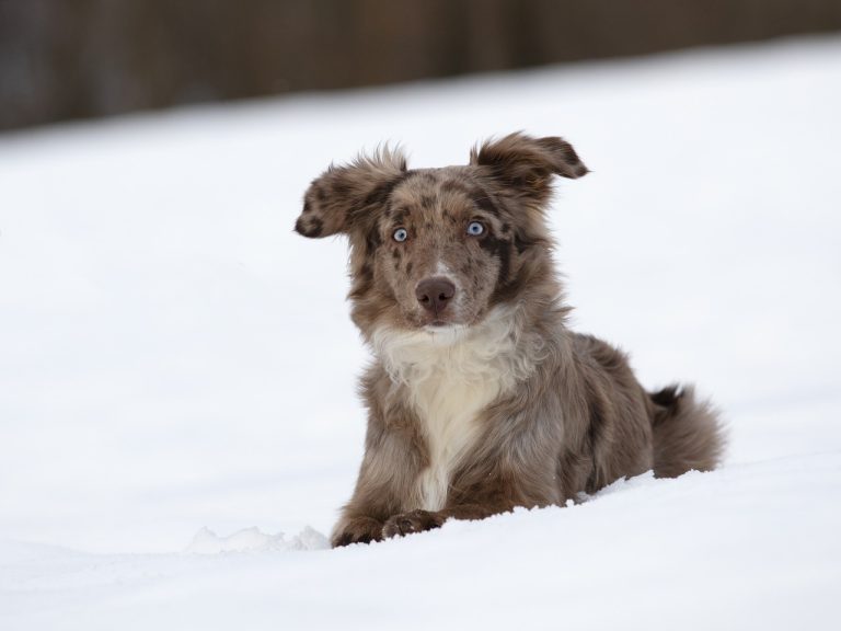 races de chien font unanimité