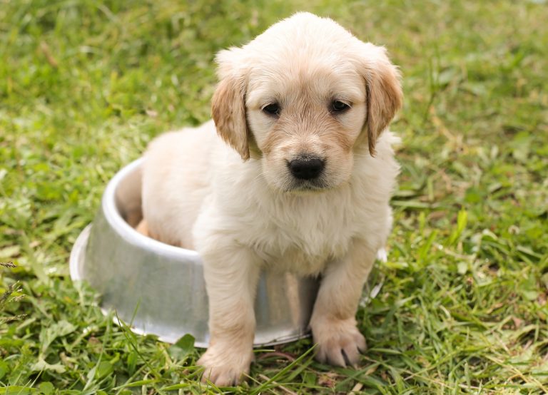 5 races de chien qui sont les plus futées et intelligentes