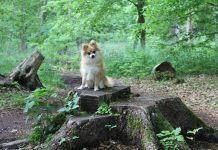 races de chien infatigables