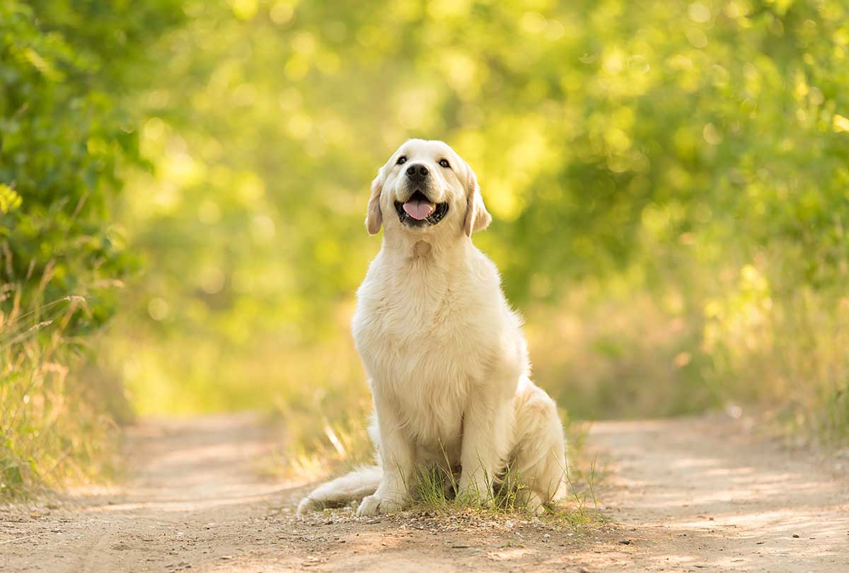 races de chien jamais rassasiées