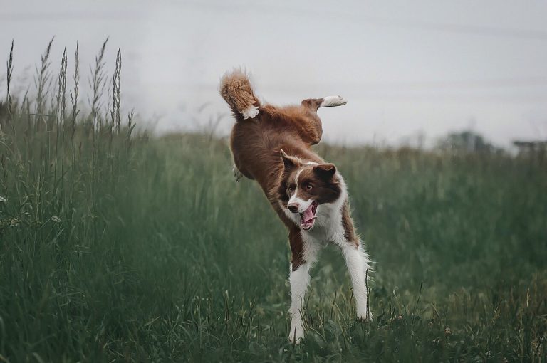 5 races de chien qui sont montées sur ressorts