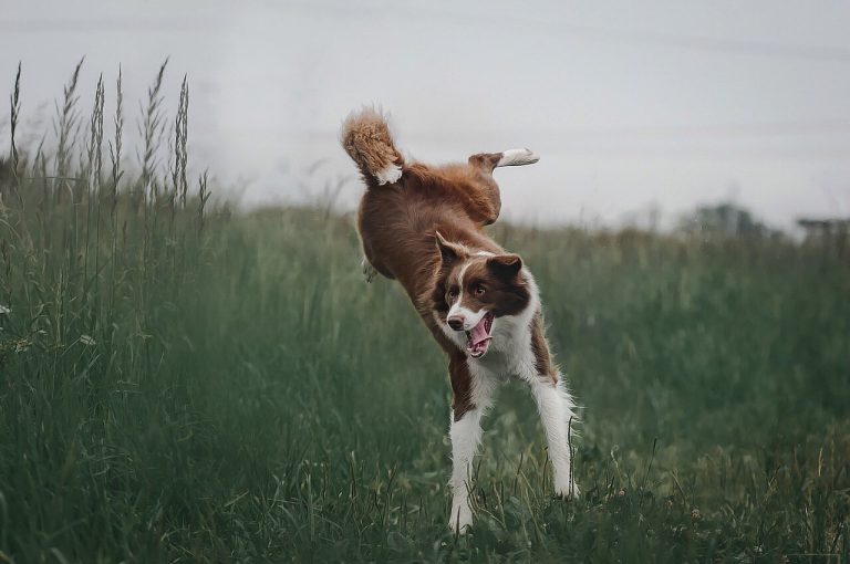 races de chien monté sur ressorts